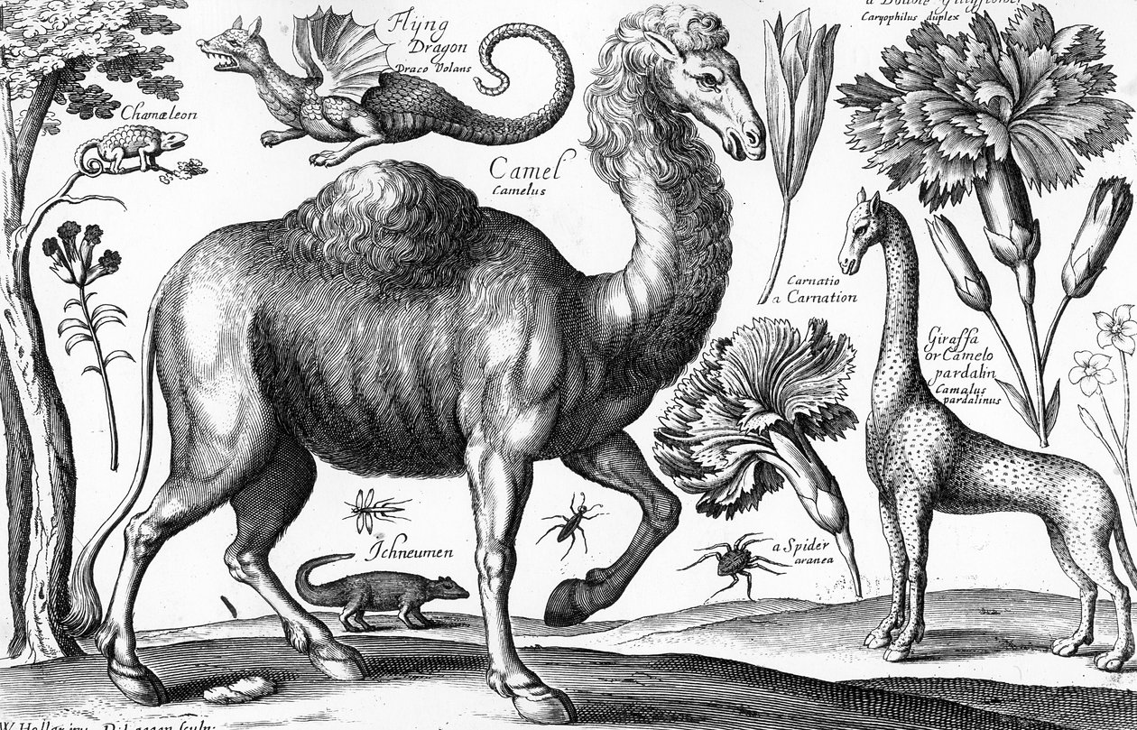 Animals, Wild and Beasts, gravert av David Loggan av Wenceslaus (after) Hollar