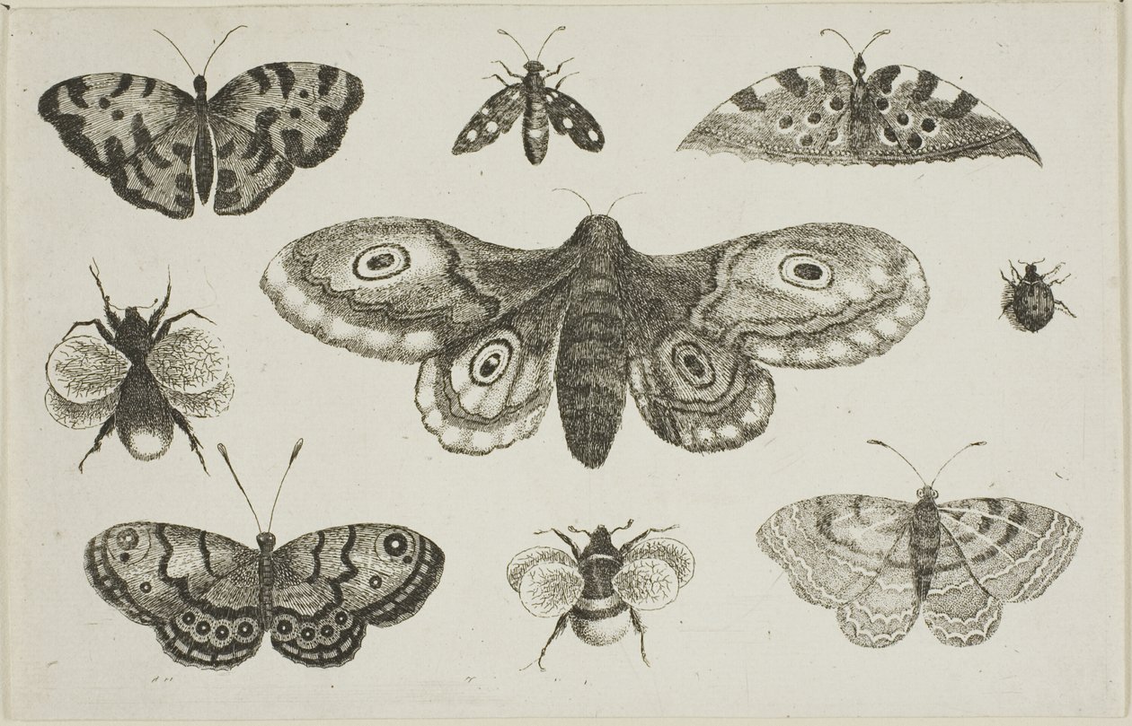 En møll, sommerfugler og bier av Wenceslaus Hollar