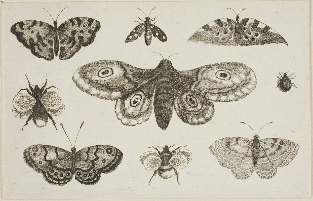 En møll, sommerfugler og bier av Wenceslaus Hollar