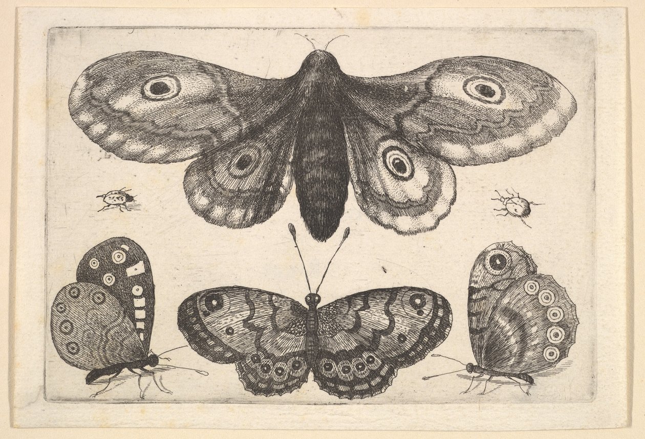 En møll, tre sommerfugler og to biller, 1646. av Wenceslaus Hollar