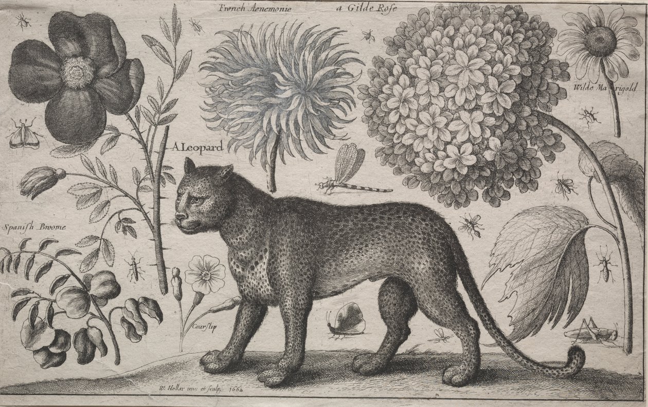 Dyr og planter: Leopard med planter og insekter av Wenceslaus Hollar
