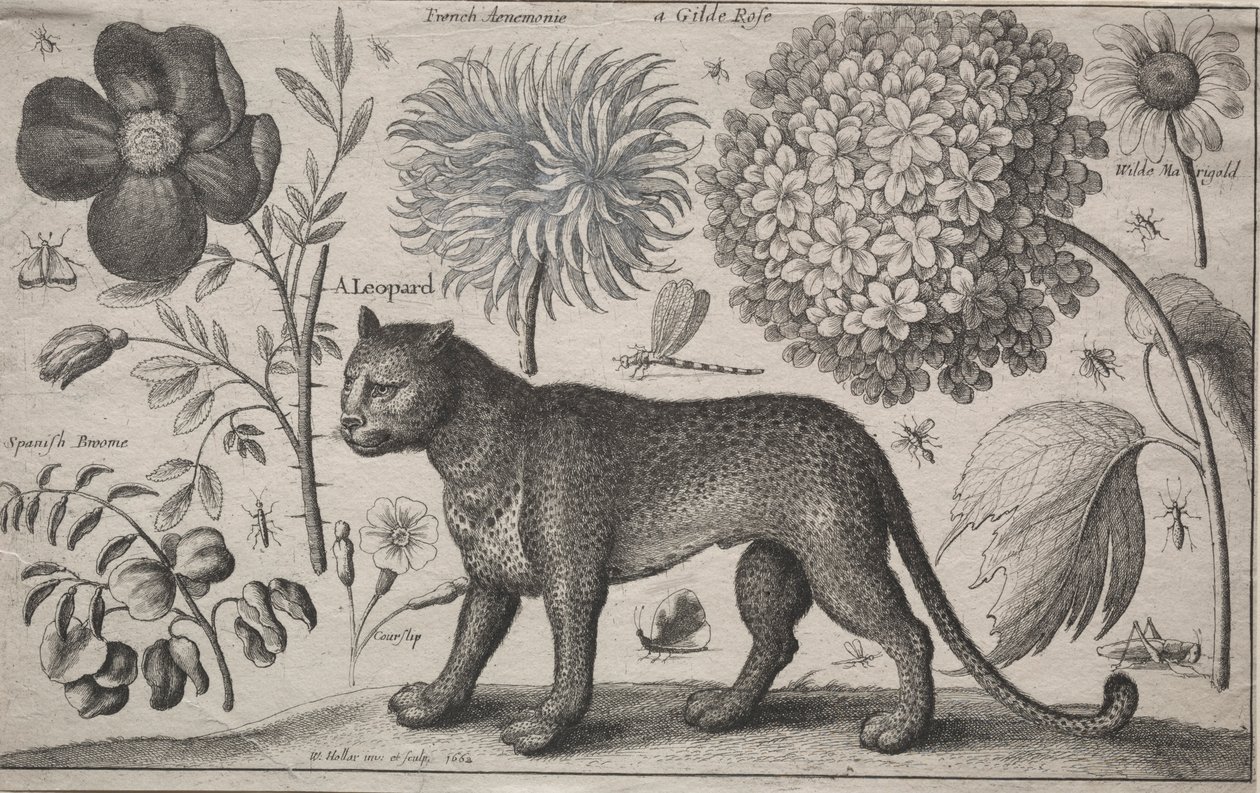 Dyr og planter: Leopard med planter og insekter, 1662. av Wenceslaus Hollar