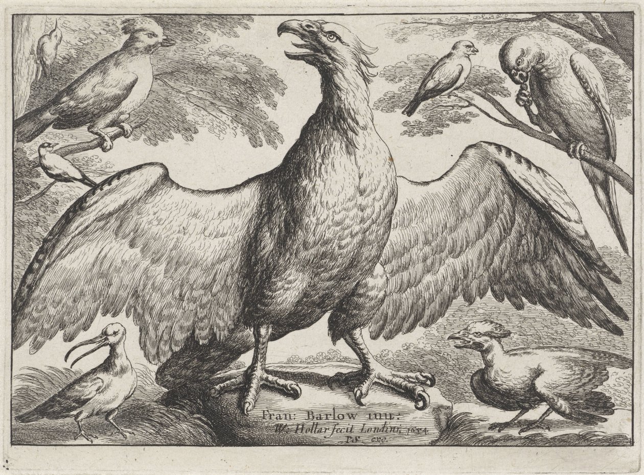 Ørn Forskjellige fugler (serietittel) av Wenceslaus Hollar