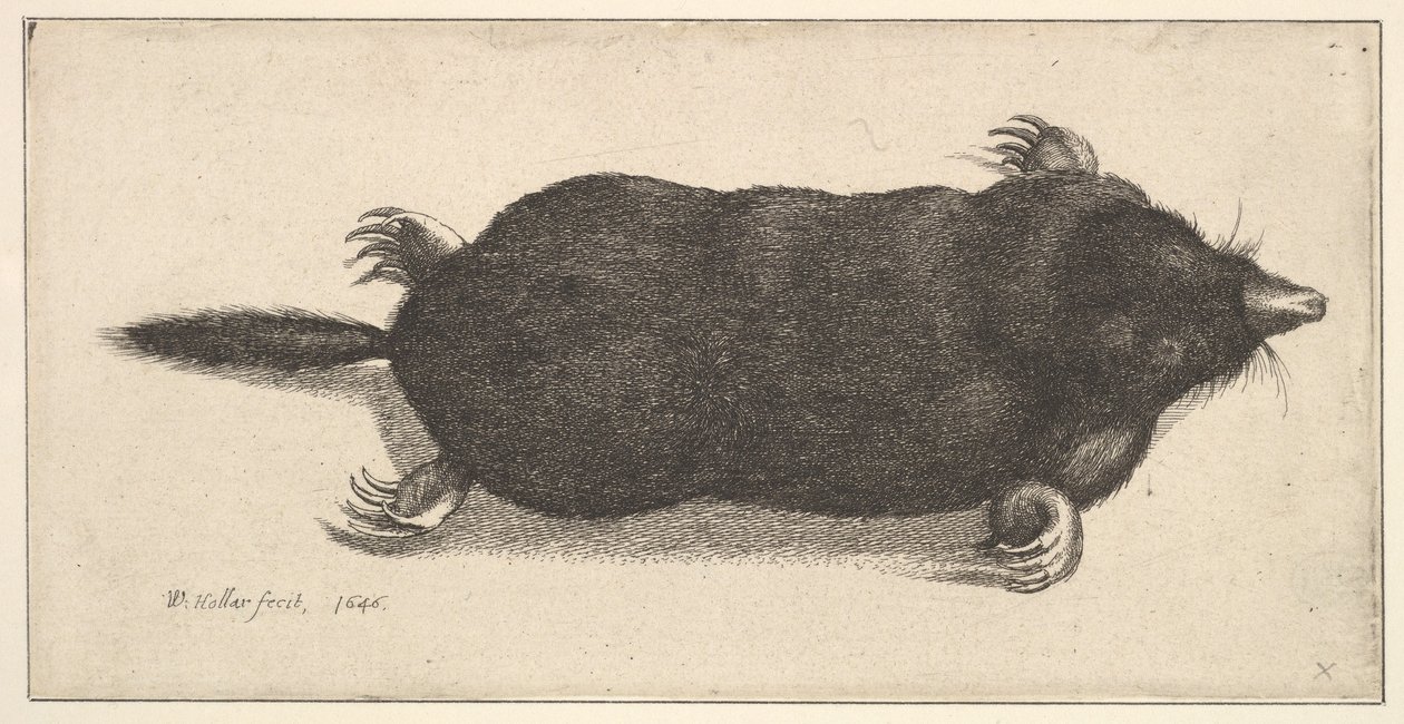 Død føflekk, 1646. av Wenceslaus Hollar