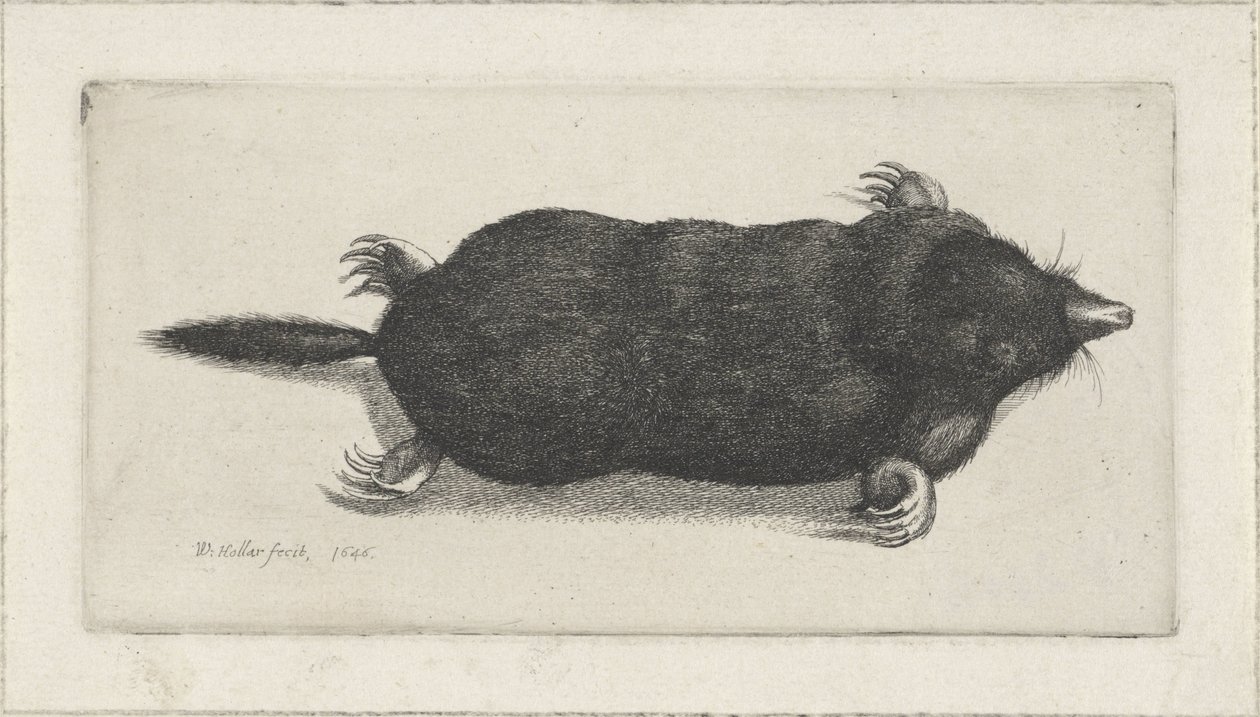død føflekk av Wenceslaus Hollar
