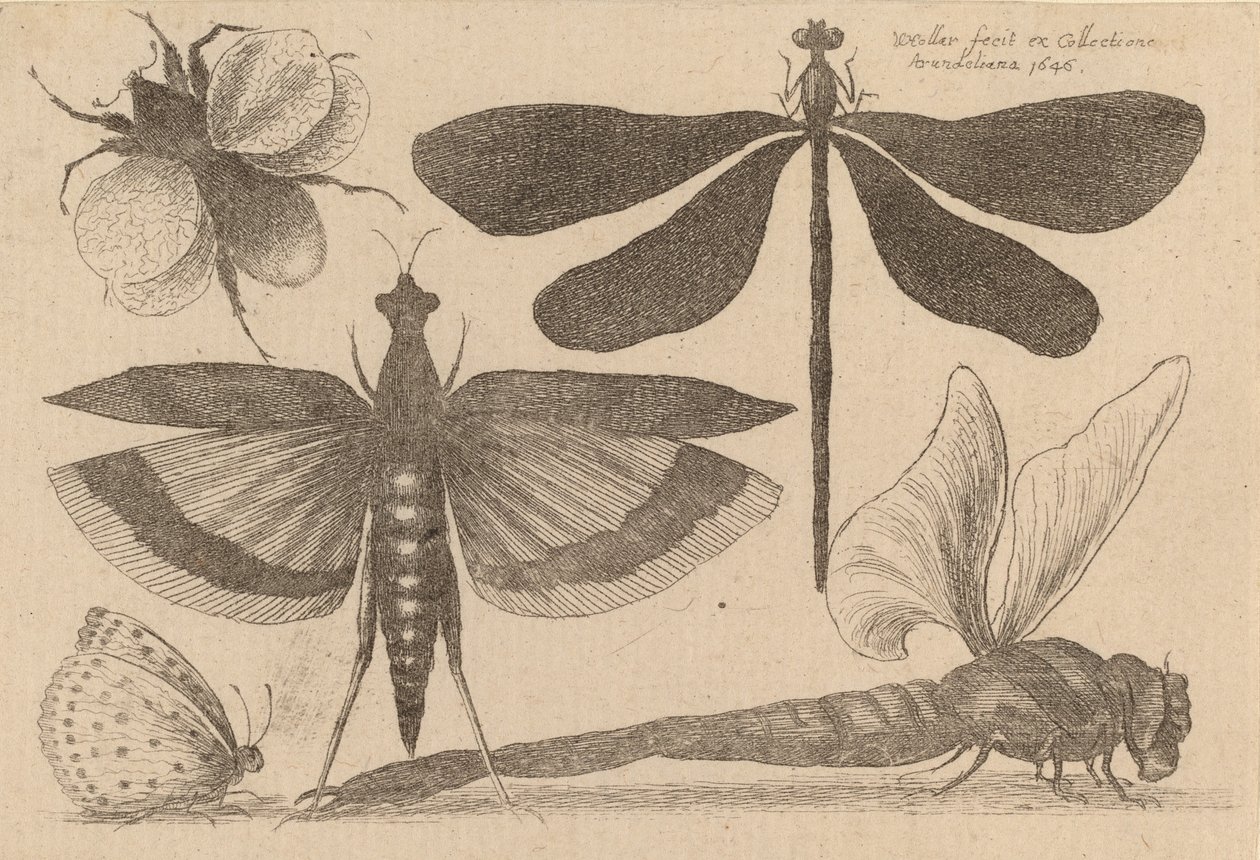 Øystikker og en humle, 1646. av Wenceslaus Hollar