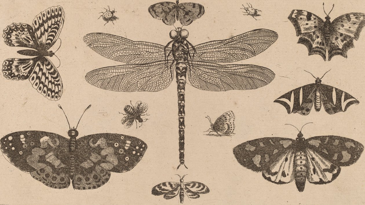 Øyenstikker, marihøner og sommerfugler. av Wenceslaus Hollar