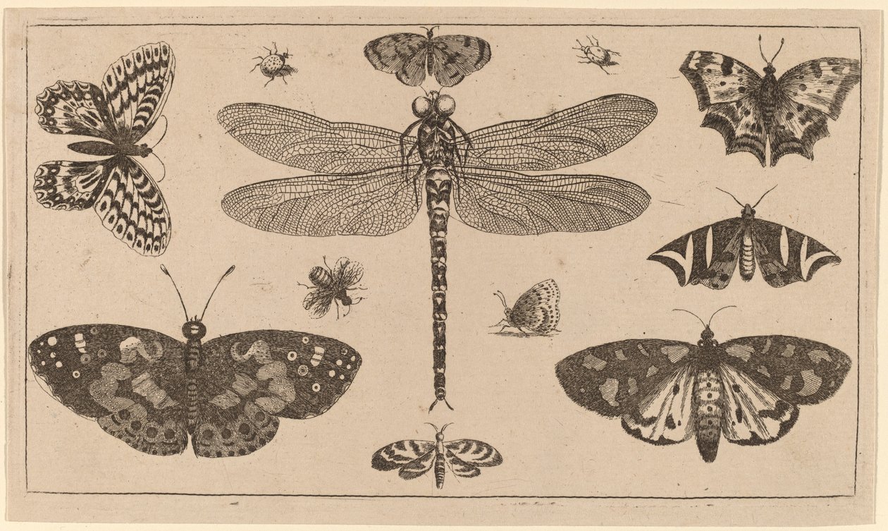 Øyenstikker, marihøner og sommerfugler av Wenceslaus Hollar