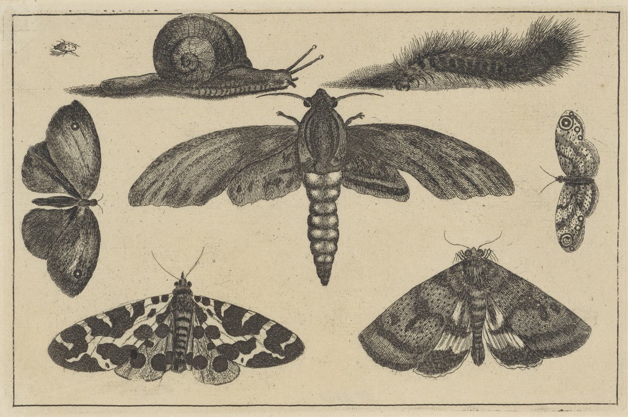 Tre møll, sommerfugler, bille, snegl og larve Ulike insekter (serietittel) Diversae Insectorum (serietittel) av Wenceslaus Hollar