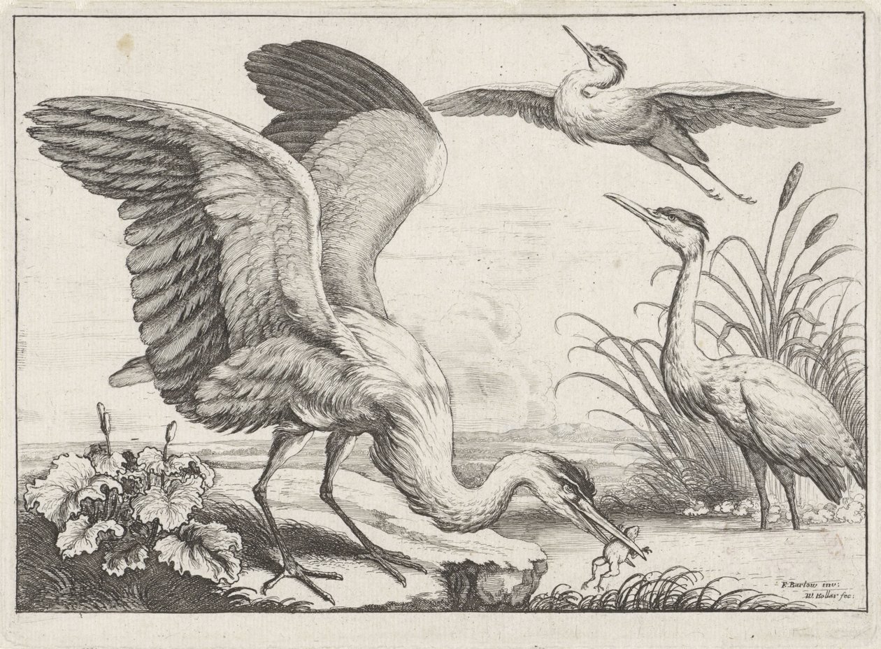 Tre hegre Diversae avium arter (serietittel) Ulike fugler (serietittel) av Wenceslaus Hollar