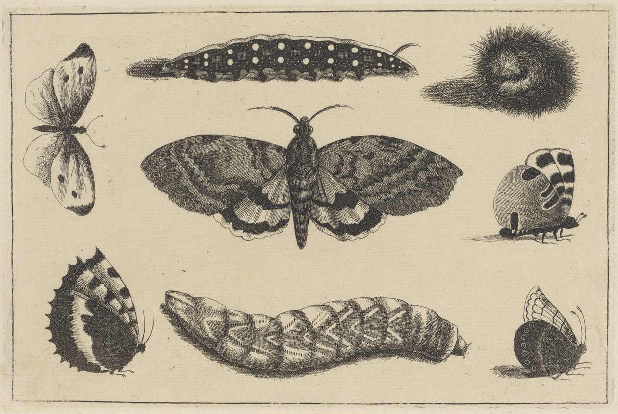 Tre larver, en møll og fire sommerfugler Ulike insekter (serietittel) Diversae Insectorum (serietittel) av Wenceslaus Hollar