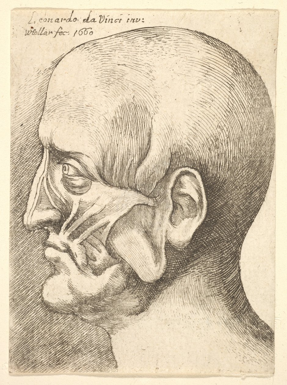 Ecorche leder av en mann i profil til venstre, 1660. av Wenceslaus Hollar