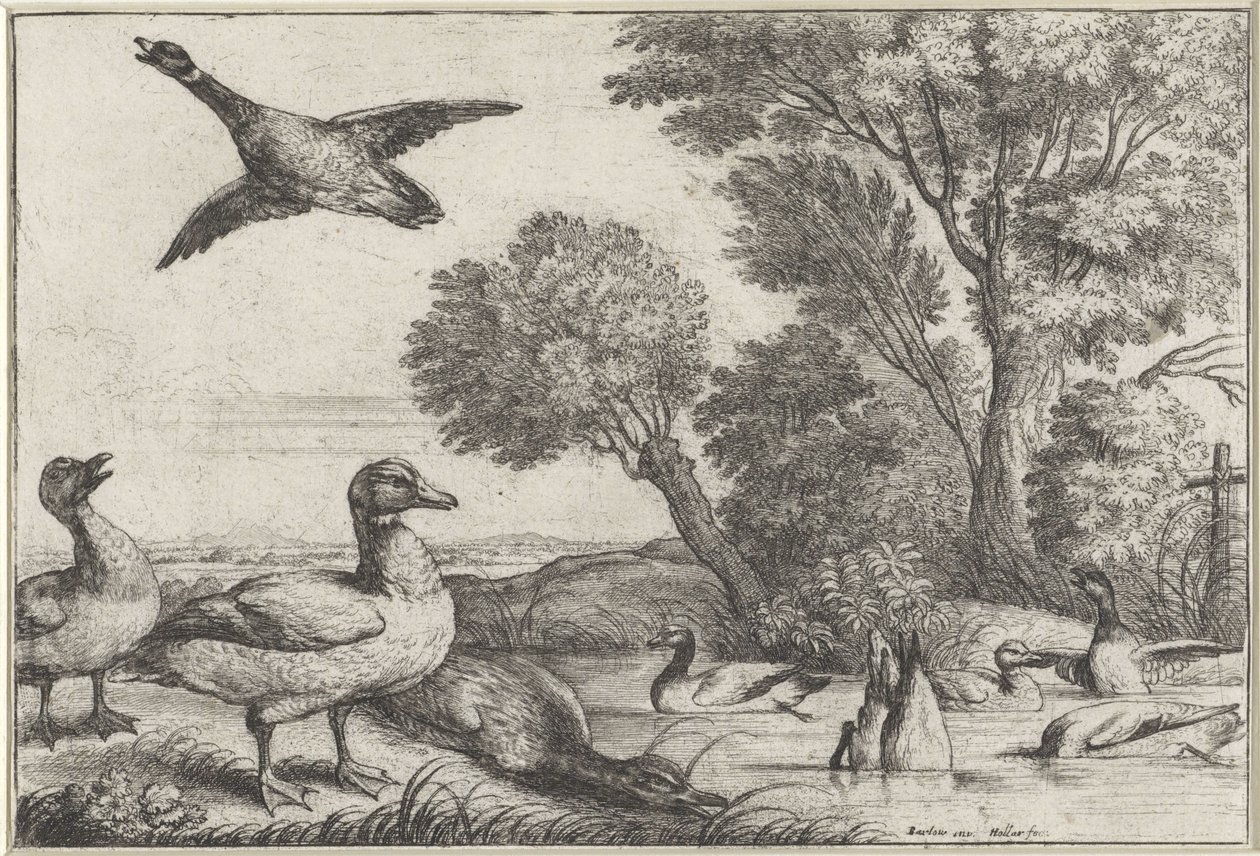 ender Diversae avium arter (serietittel) Forskjellige fugler (serietittel) av Wenceslaus Hollar