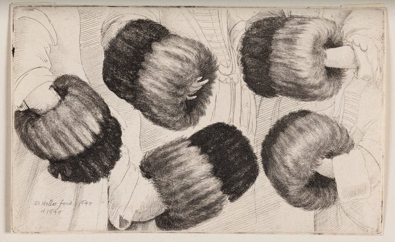 En muffe sett på fem forskjellige måter av Wenceslaus Hollar