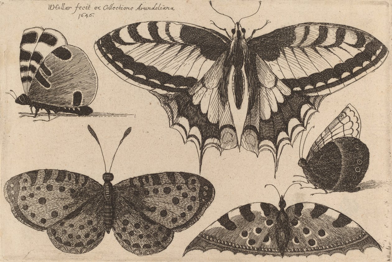 Fem sommerfugler, 1646. av Wenceslaus Hollar