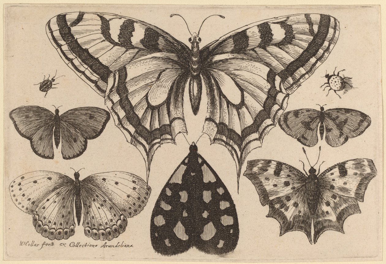 Fem sommerfugler, en møll, en bille og en edderkopp av Wenceslaus Hollar