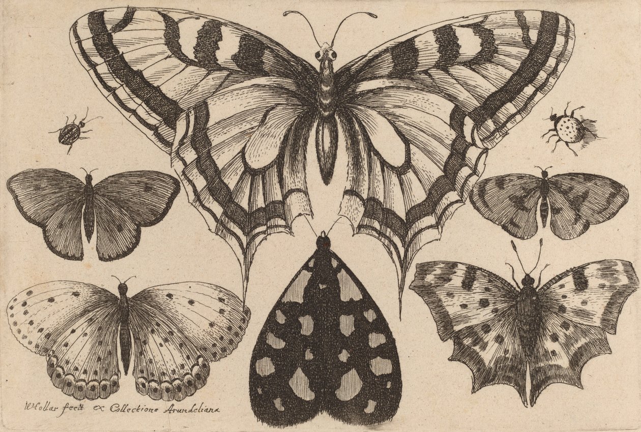 Fem sommerfugler, en møll og to biller, 1646. av Wenceslaus Hollar