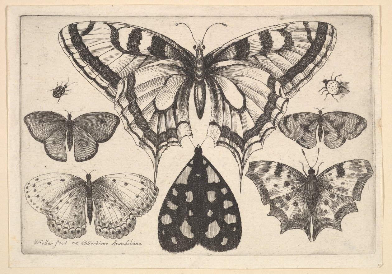 Fem sommerfugler, en møll og to biller, 1646. av Wenceslaus Hollar