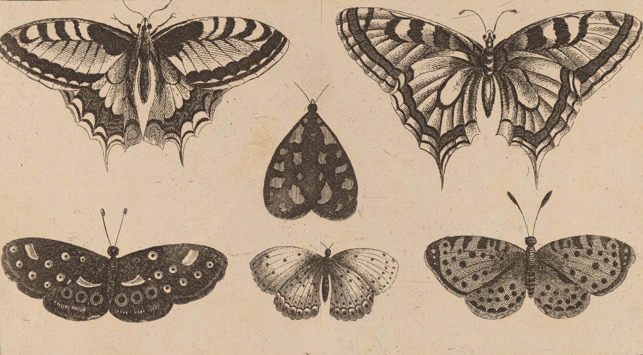 Fem sommerfugler og en møll. av Wenceslaus Hollar
