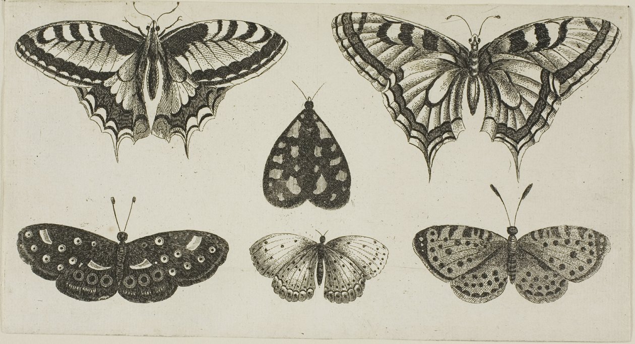 Fem sommerfugler og en møll av Wenceslaus Hollar