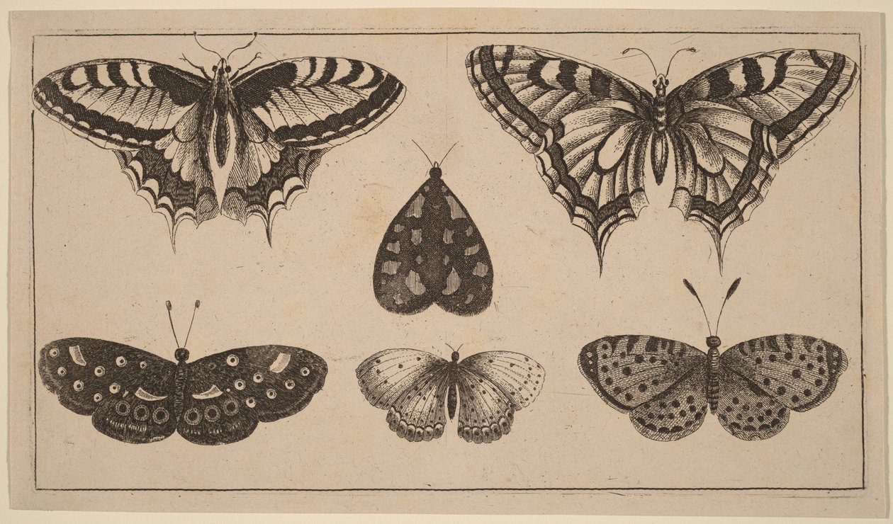 Fem sommerfugler og en møll av Wenceslaus Hollar