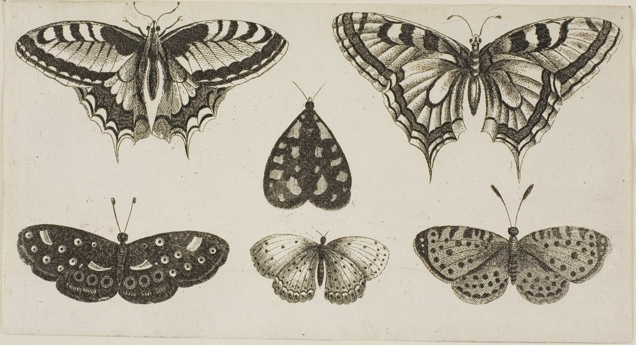 Fem sommerfugler og en møll av Wenceslaus Hollar