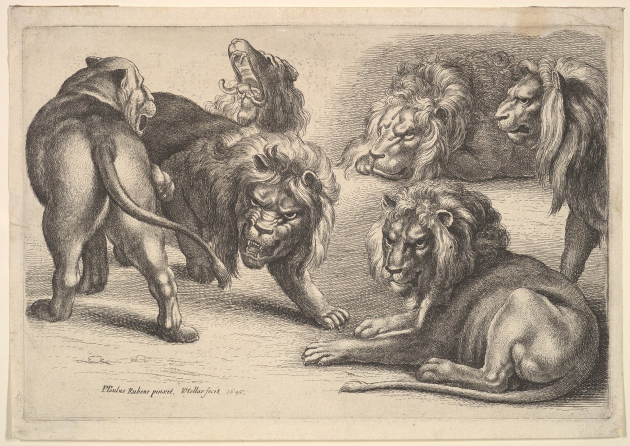 Fem løver og en løvinne, 1646. av Wenceslaus Hollar
