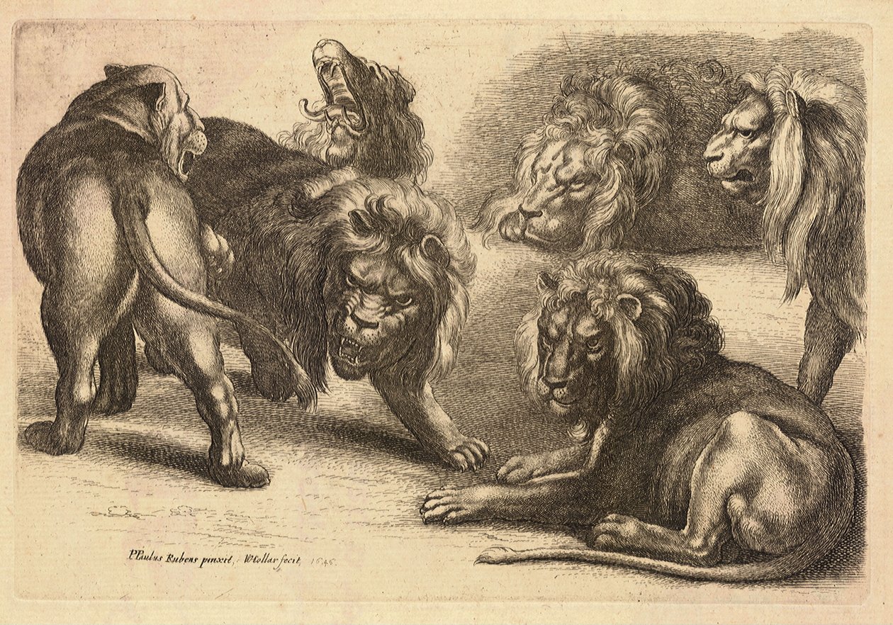 Fem løver og en løvinne, etter Rubens av Wenceslaus Hollar