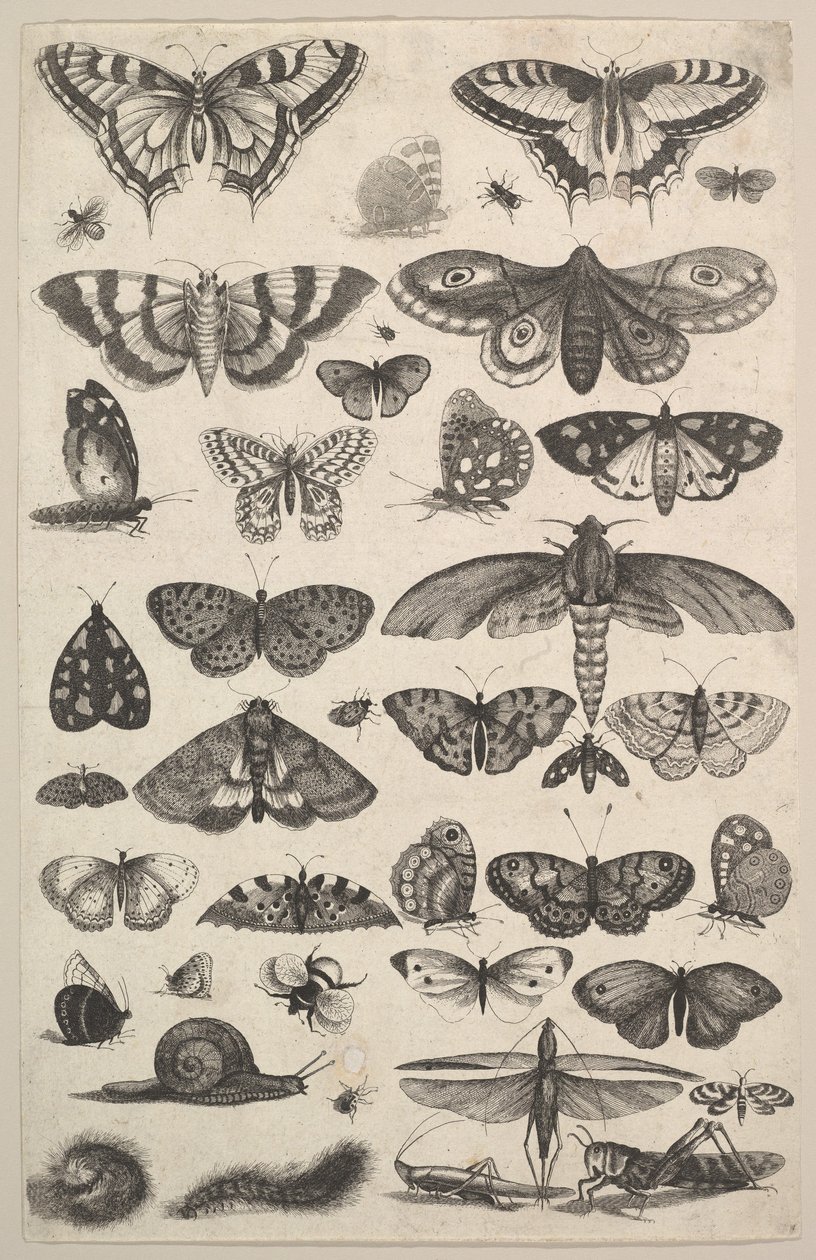 Førtien insekter, inkludert møll og sommerfugler, 1625-77. av Wenceslaus Hollar