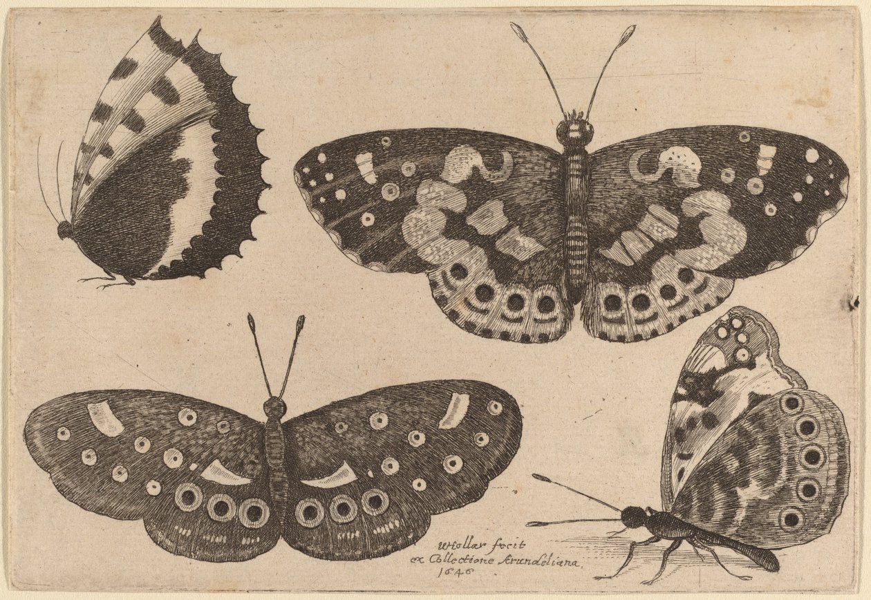 Fire sommerfugler av Wenceslaus Hollar