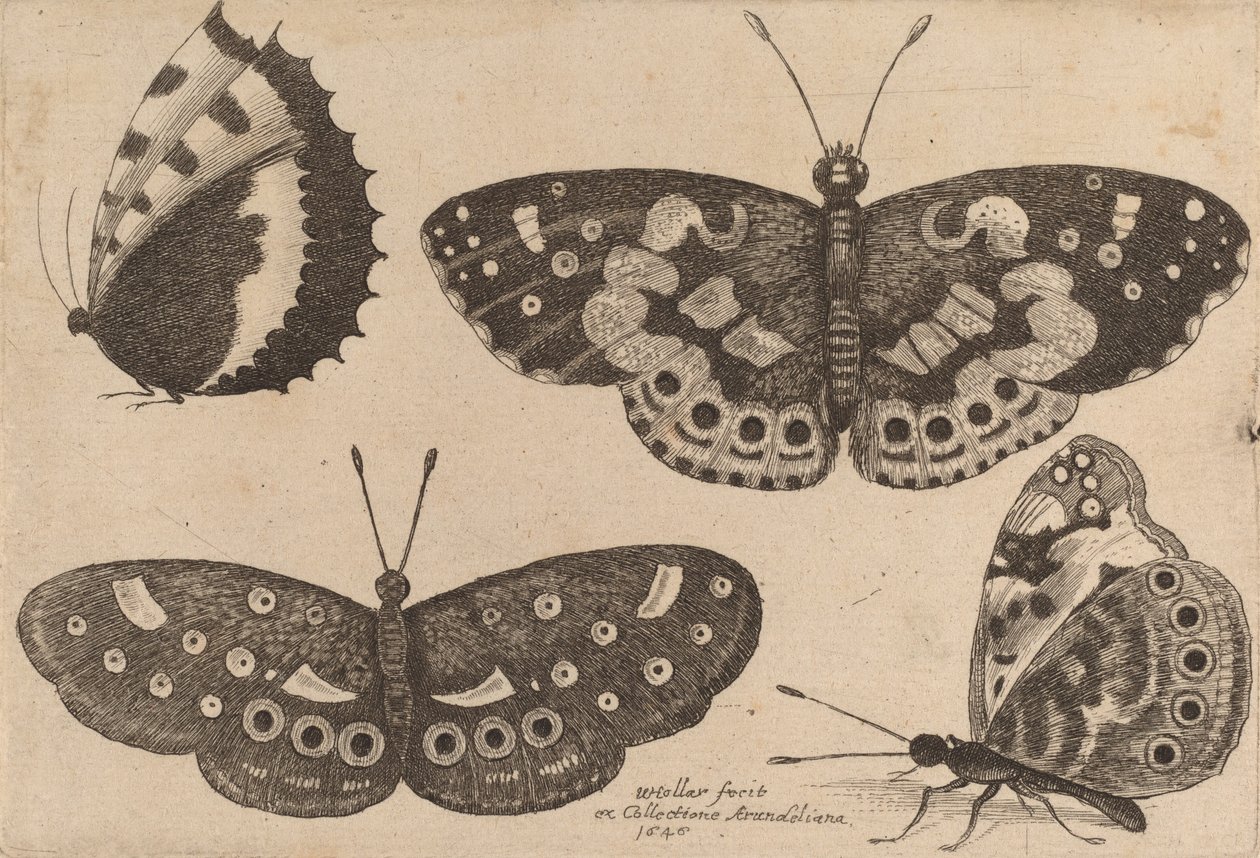 Fire sommerfugler, 1646. av Wenceslaus Hollar