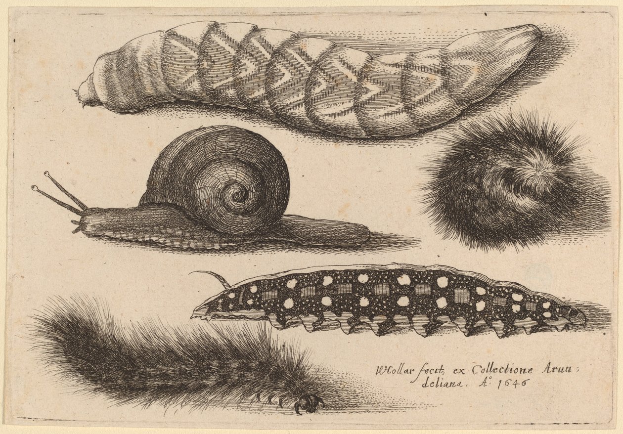 Fire larver og en snegl av Wenceslaus Hollar