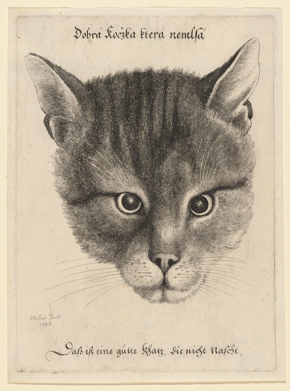 Et kattehode, middels størrelse av Wenceslaus Hollar