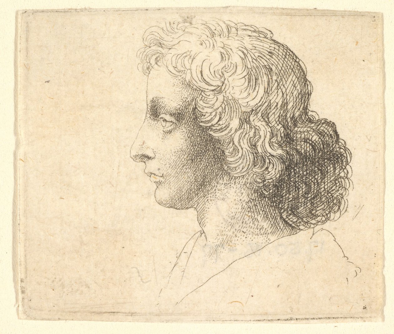 Hode av ung mann med langt hår i profil til venstre, 1644-52. av Wenceslaus Hollar