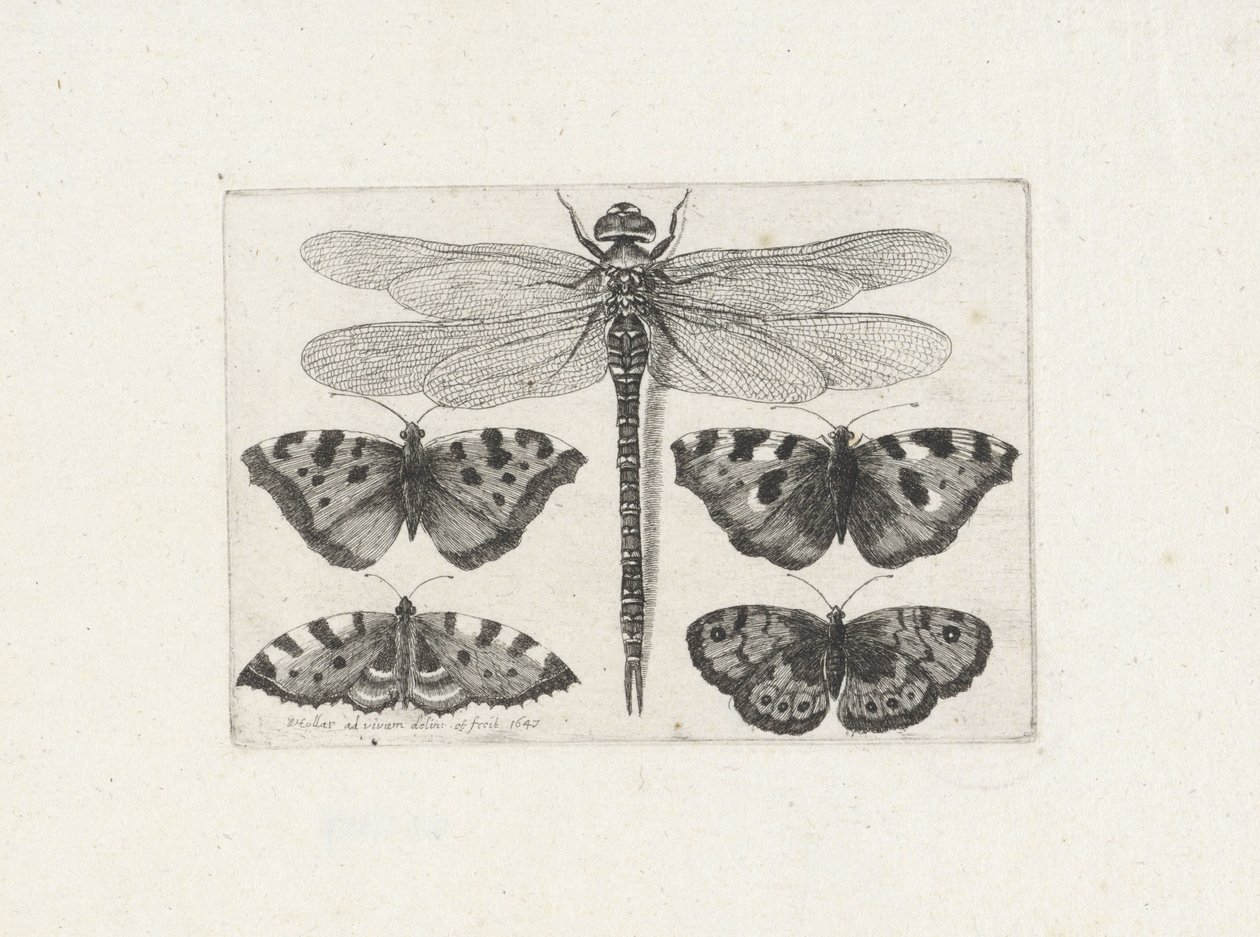 Øyenstikker og fire sommerfugler av Wenceslaus Hollar