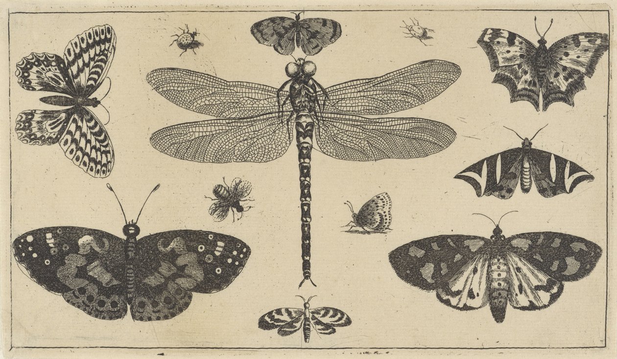 Øyenstikker, marihøner og sommerfugler Diverse insekter (serietittel) Diversae Insectorum (serietittel) av Wenceslaus Hollar
