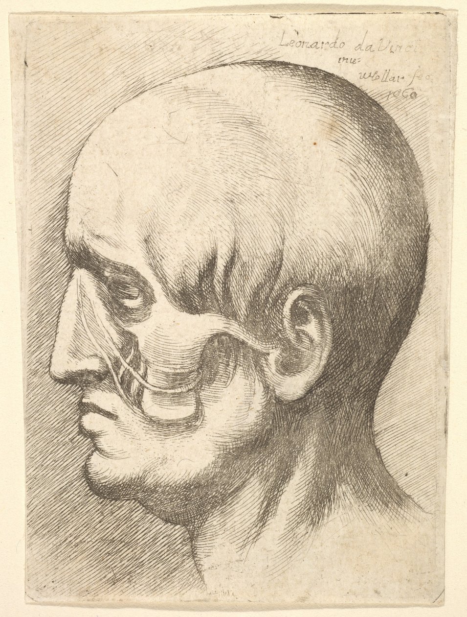 Mannshode i profil til venstre med muskler blottlagt, 1660. av Wenceslaus Hollar