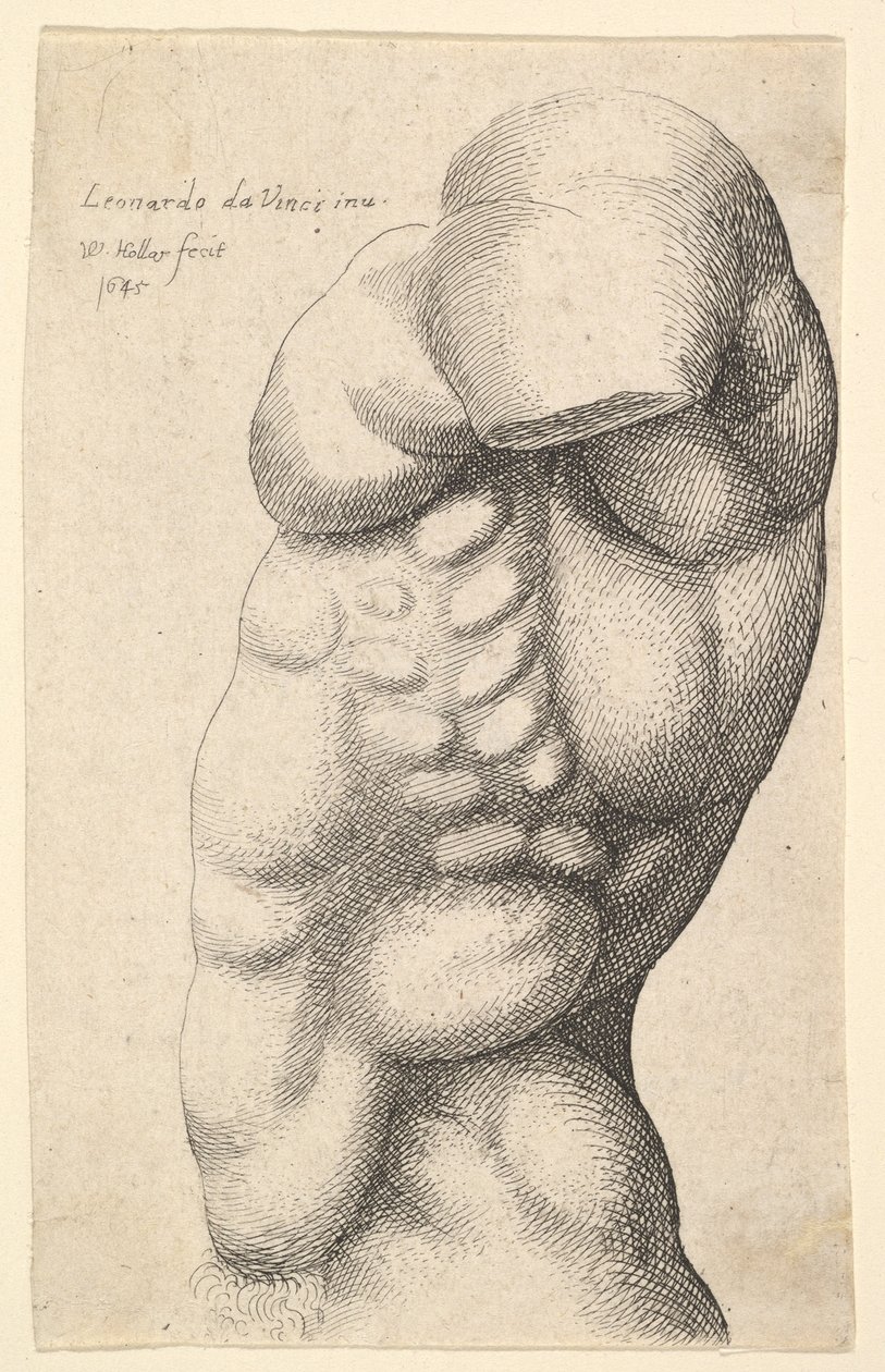 Mannlig torso fra hals til hofte i profil til venstre, 1645. av Wenceslaus Hollar