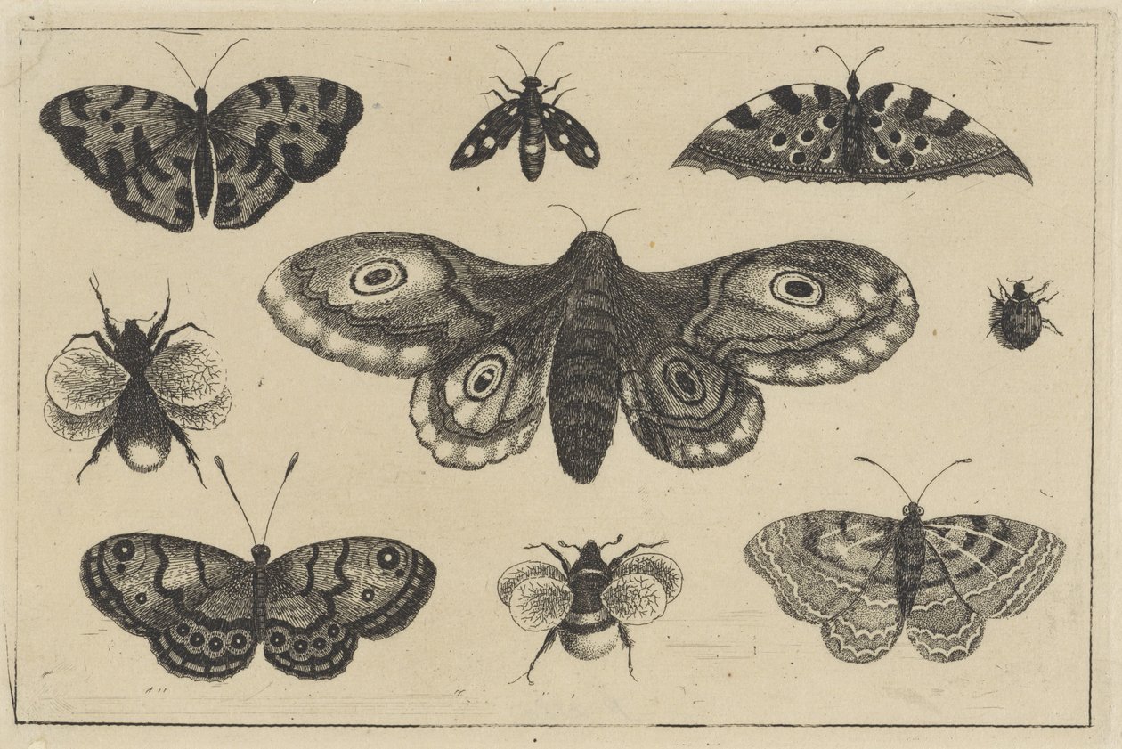 Møll, fire sommerfugler, to humler og to andre insekter Ulike insekter (serietittel) Diversae Insectorum (serietittel) av Wenceslaus Hollar