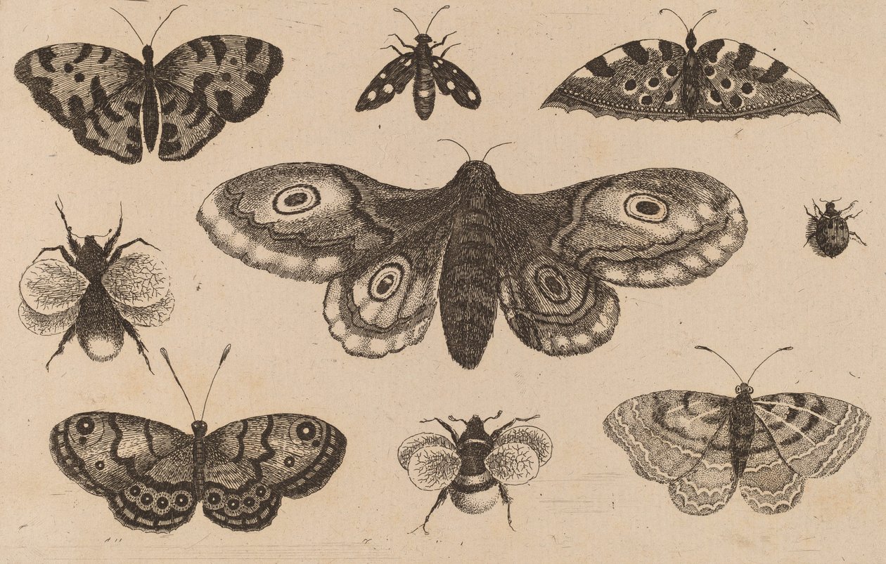 Møll, sommerfugler og bier. av Wenceslaus Hollar