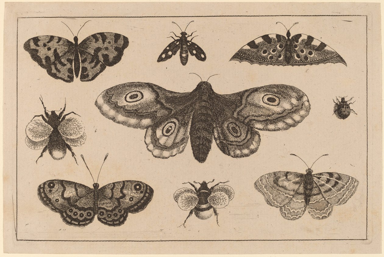Møll, sommerfugler og bier av Wenceslaus Hollar