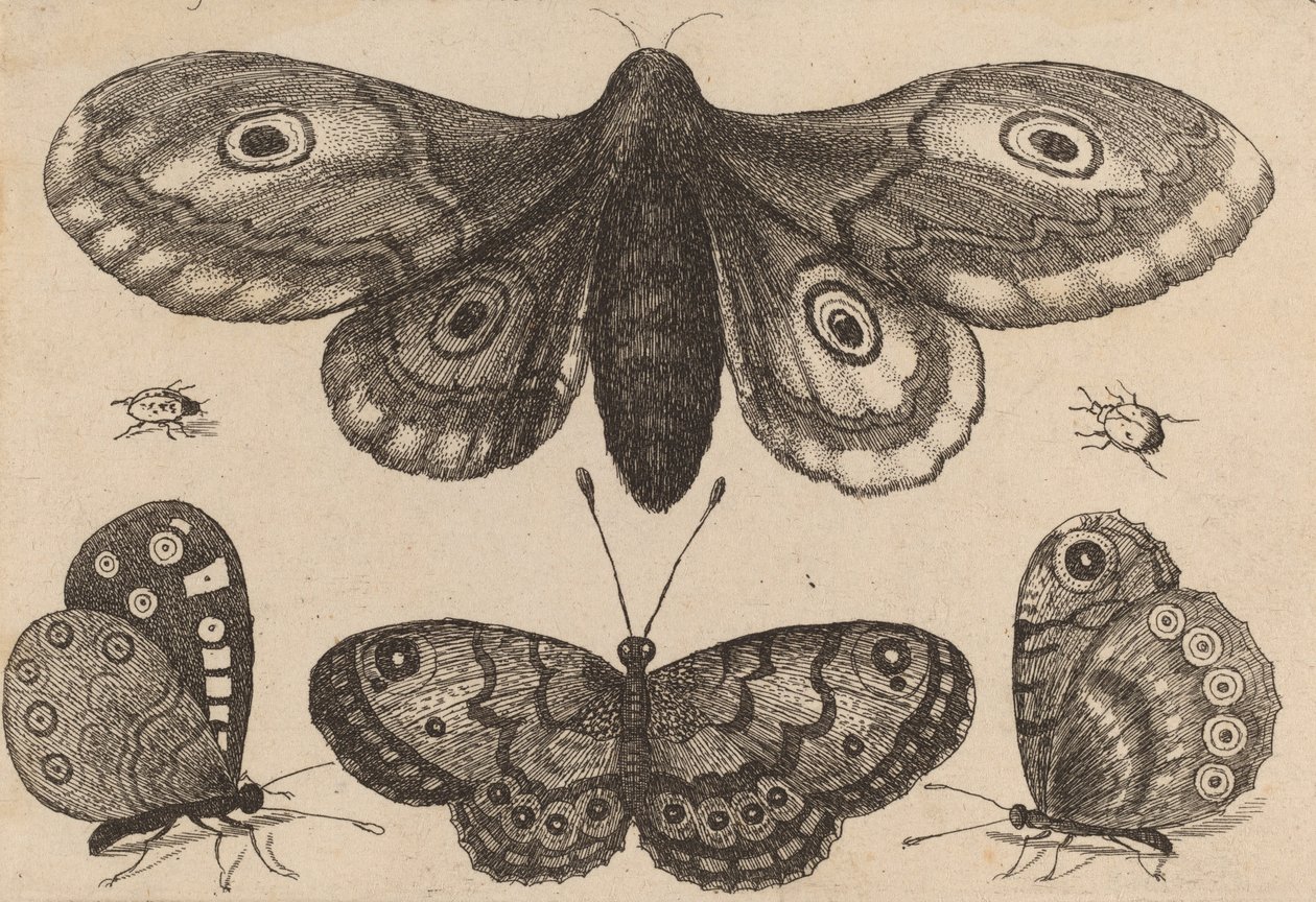 Møll, tre sommerfugler og to biller, 1646. av Wenceslaus Hollar