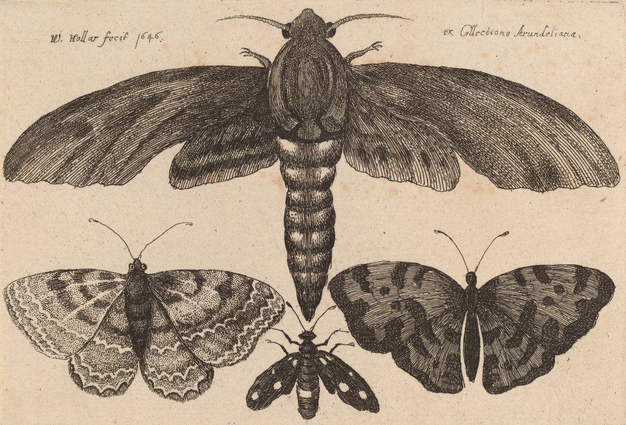 Møll og tre sommerfugler, 1646. av Wenceslaus Hollar