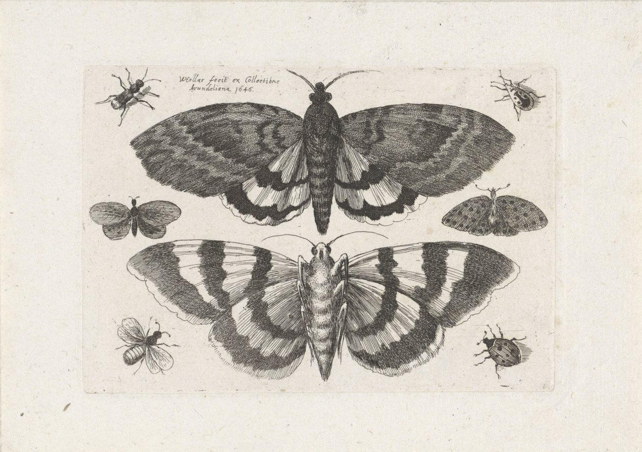 Møll og små insekter Insekter (serietittel) Muscarum Scarabeorum (serietittel) av Wenceslaus Hollar
