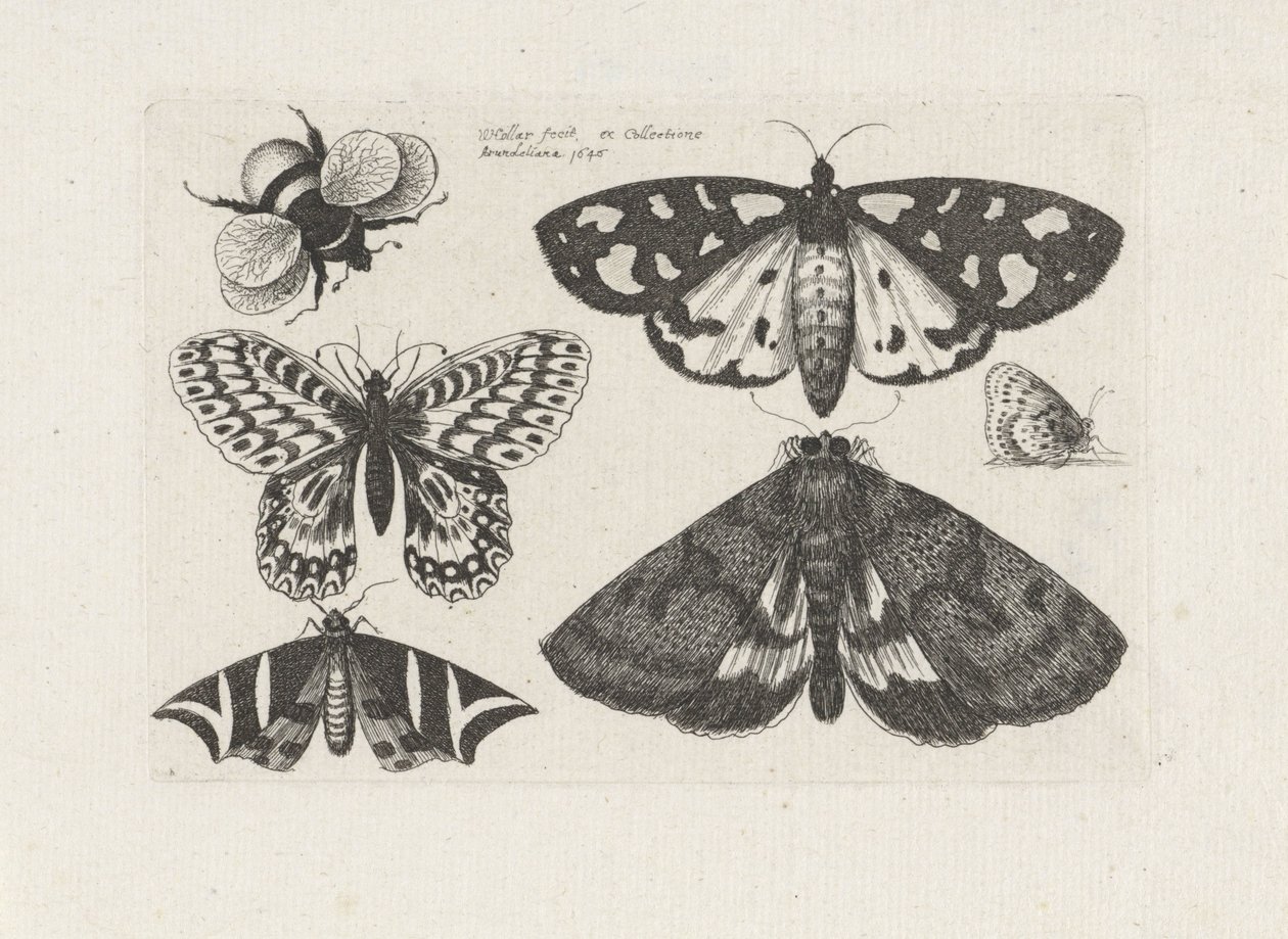 Møll, sommerfugler og en humle Insekter (serietittel) Muscarum Scarabeorum (serietittel) av Wenceslaus Hollar
