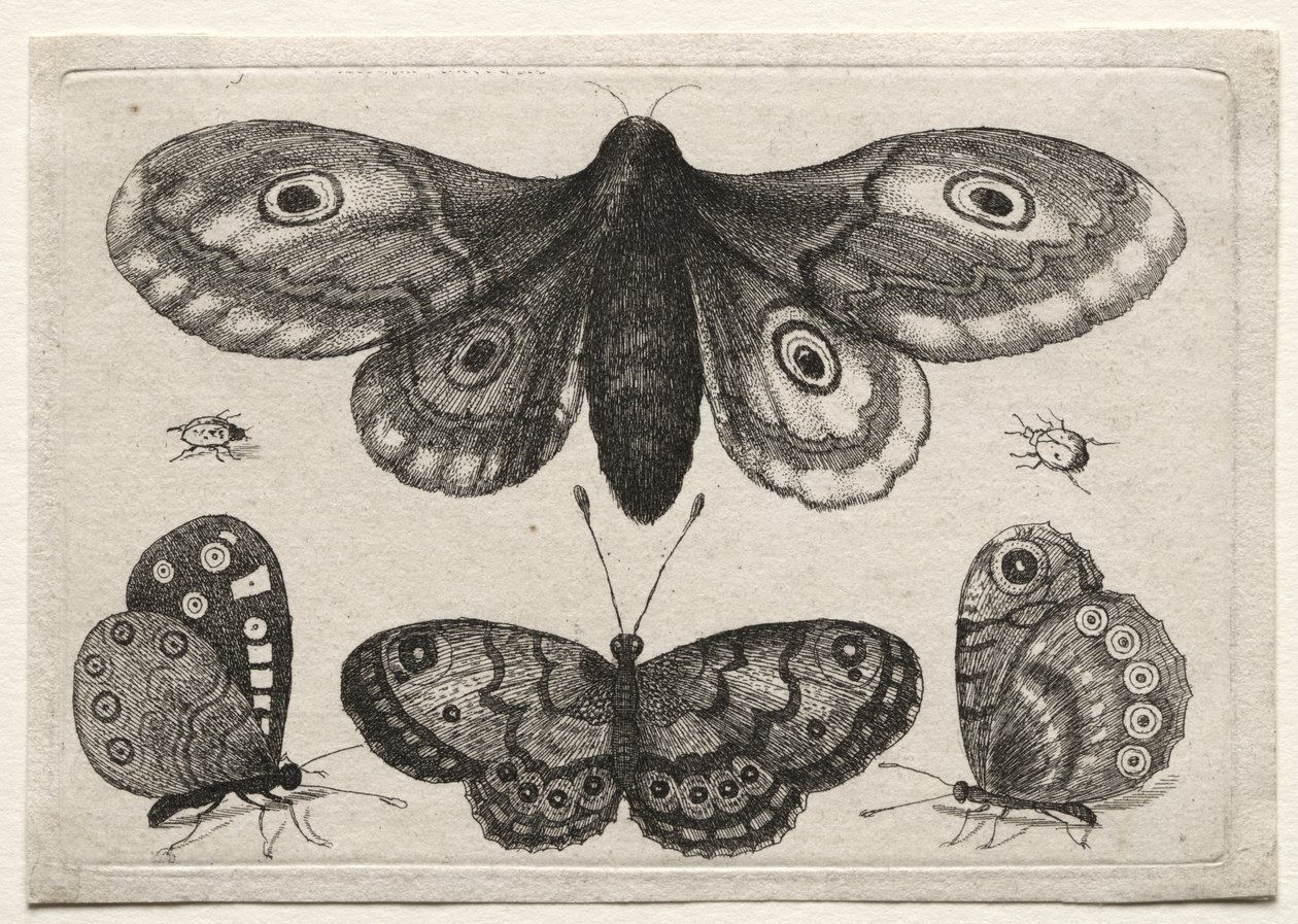 Ulike figurer og former av fluer, biller og ormer: en møll, tre sommerfugler og to biller av Wenceslaus Hollar