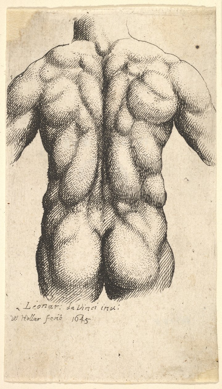 Naken mannlig torso sett bakfra, 1645. av Wenceslaus Hollar