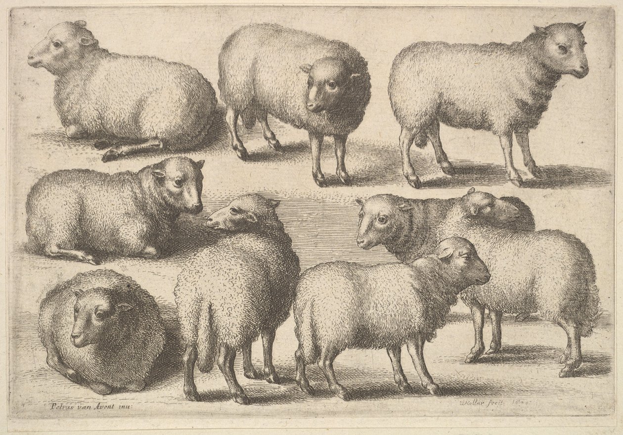 Ni sauer, 1646. av Wenceslaus Hollar
