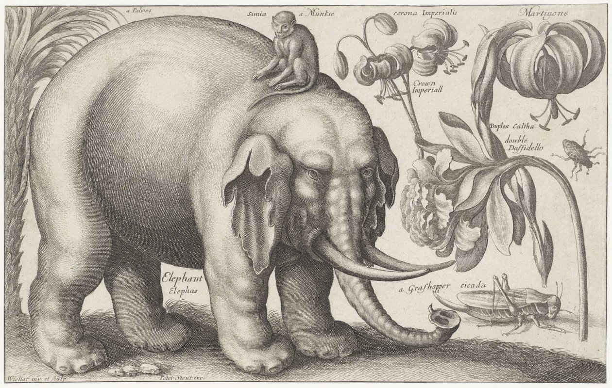 Elefant, ape, blomster og insekter Planter og dyr (serietittel) Animalium Ferarum (serietittel på objekt) av Wenceslaus Hollar