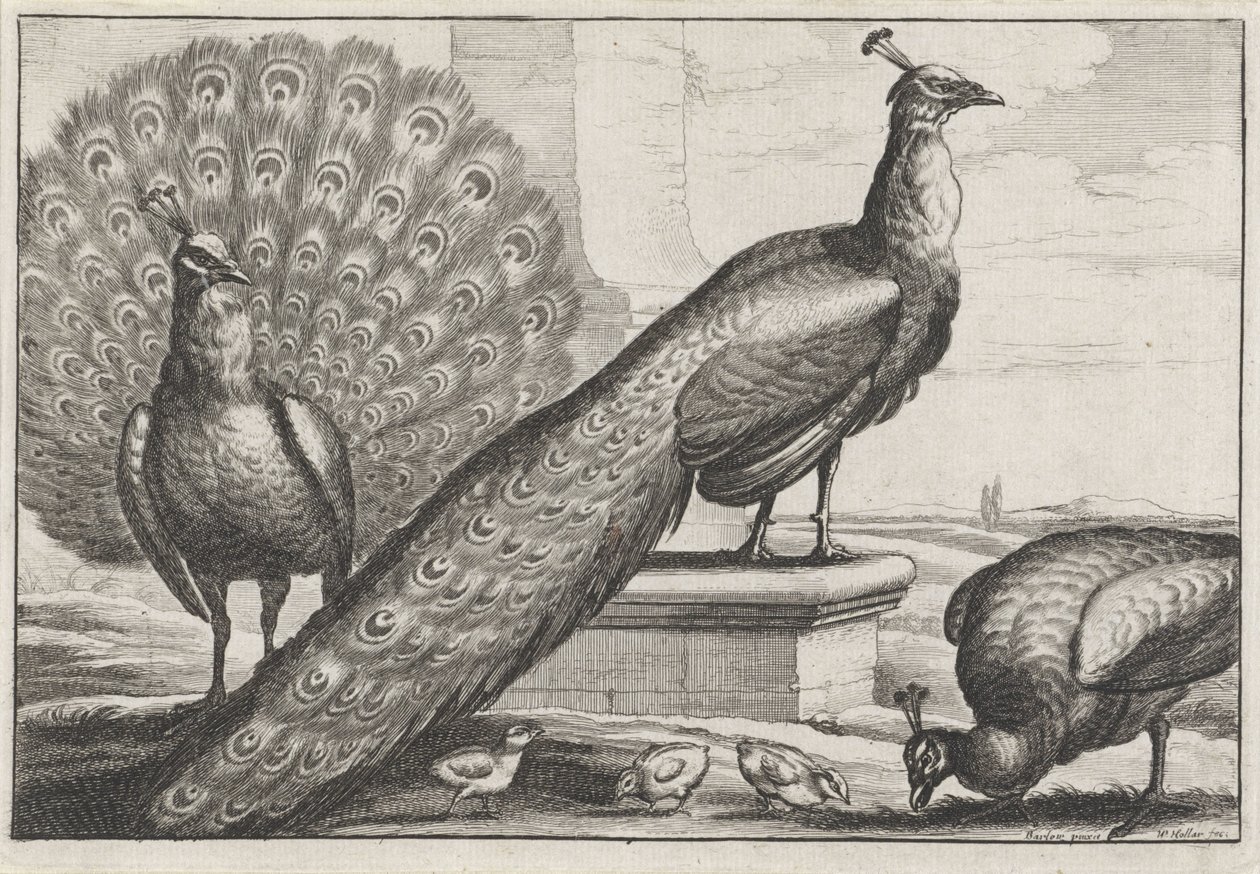 påfugler Diversae avium arter (serietittel) Forskjellige fugler (serietittel) av Wenceslaus Hollar